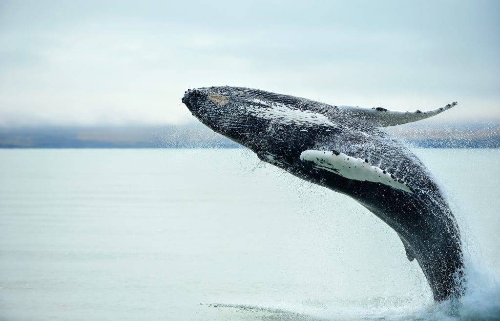 Whale Watching Tour